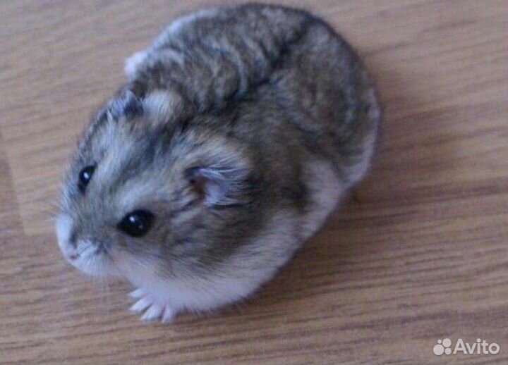 Джунгарский хомяк с клеткой