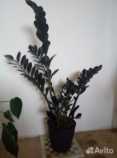 Замиокулькас black