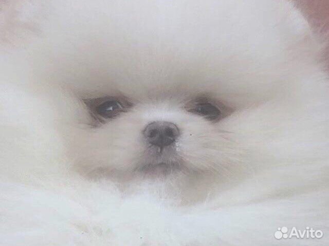 Щенки померанского шпица