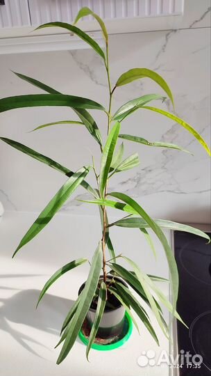 Фикус Али 60 см