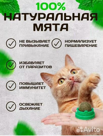 Кошачья мята, леденец с кошачьей мятой