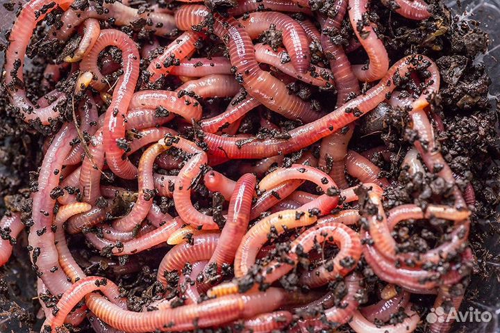 Калифорнийский червь