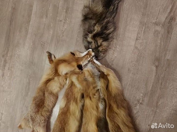 Шкура лисы и енота