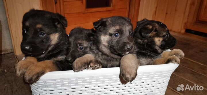 Щенки восточно-европейской овчарки
