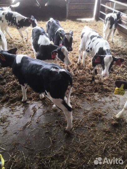 Бычки телята С нашей фермы