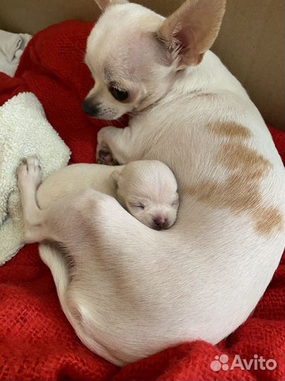 Супер мини чихуахуа девочка