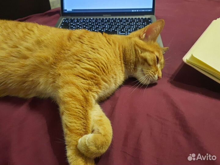 Домашняя передержка животных