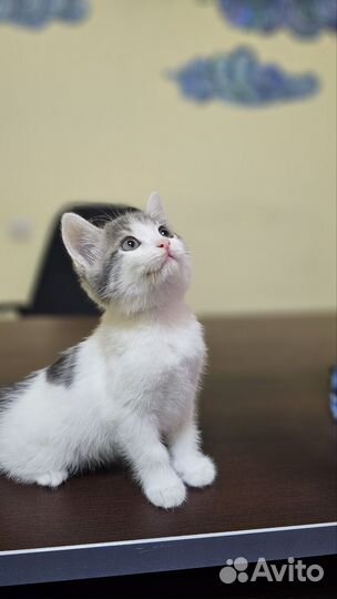 Котенок в добрые руки