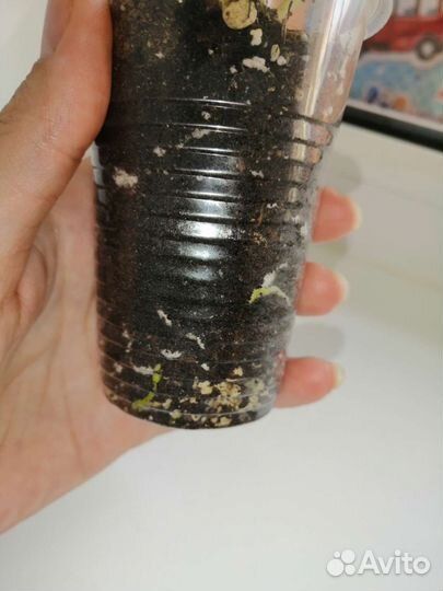 Спатифиллум мун шадоу крем