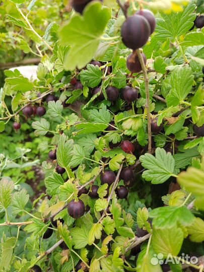 Крыжовник ягоды