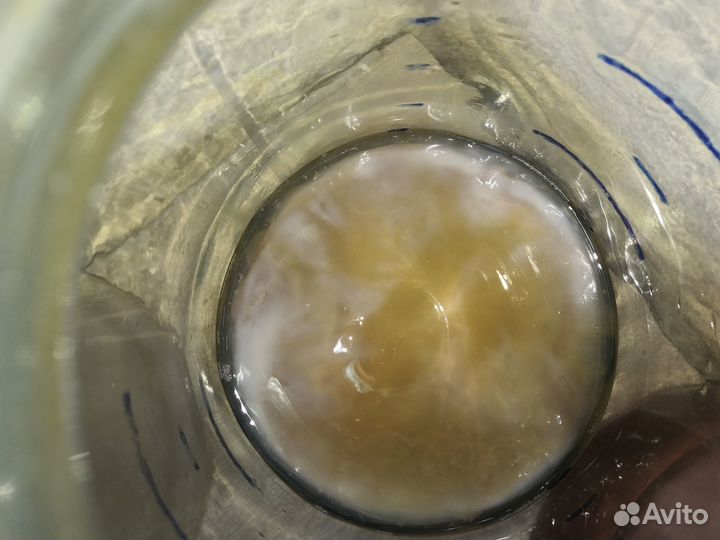 Чайный гриб комбуча для здоровья