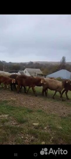 Овцы бараны