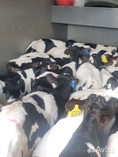 Телята бычки