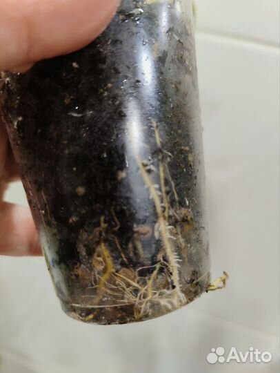 Ктенанта моррена