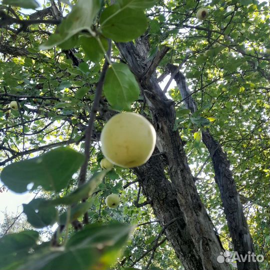Яблоки продам