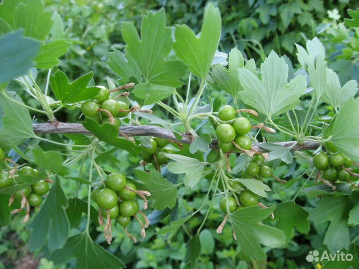 Саженцы смородины, земляники лесной