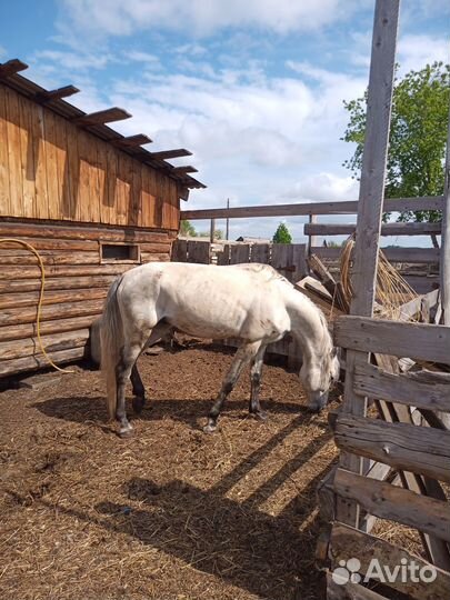 Жеребец орловский рысак