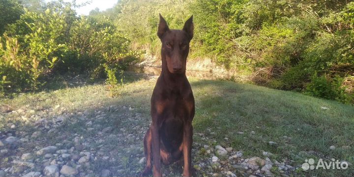 Доберман вязка