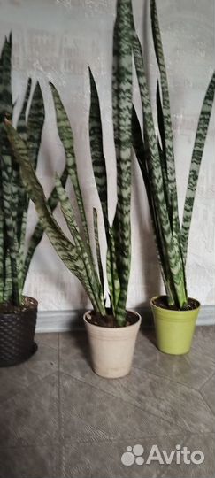 Сансевиерия щучий хвост продам
