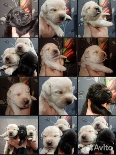 Щенки лабрадора