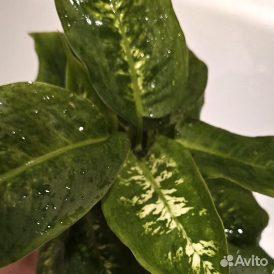 Диффембахия Камилла, h21см