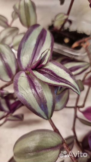 Традесканция зебрина