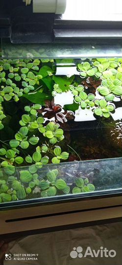 Аквариумные растения и креветки вишня