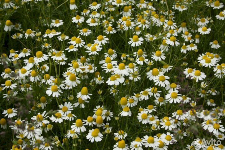 Ромашка аптечная