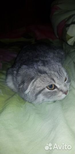 Вислоухая кошечка