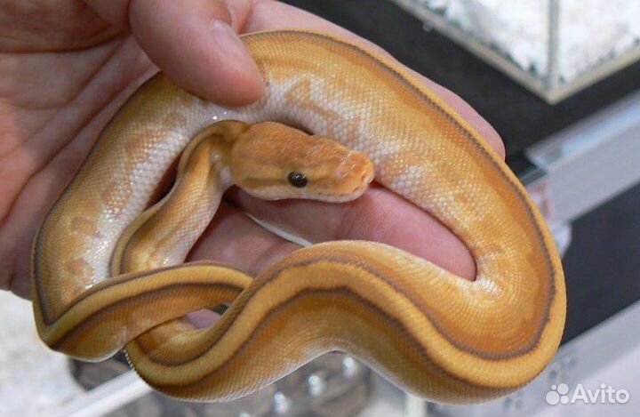 Герпетолог специалист по черепашкам и змеям, выезд