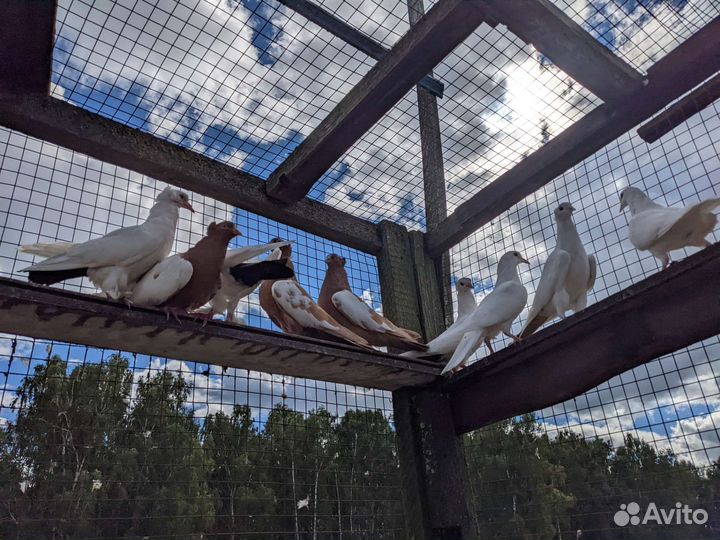 Голуби молодежь бакинские бойные