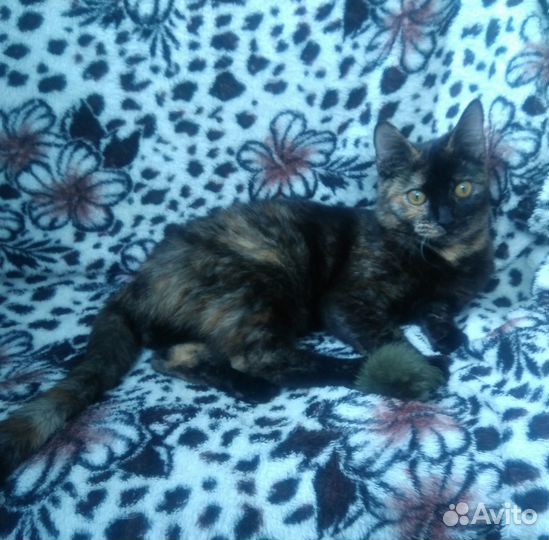 Малышка ищет дом