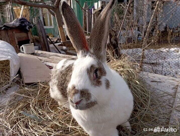 Самцы и самки 5-6 месячные