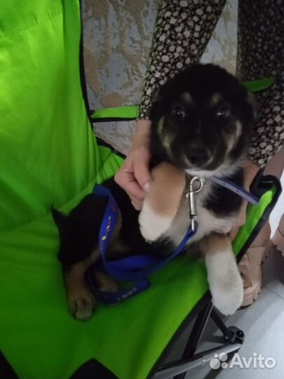 Нежная спокойная Малышка в самые добрые руки