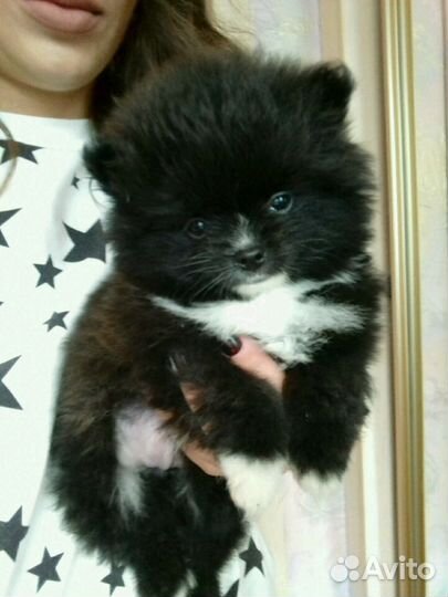 Очаровательные щенки