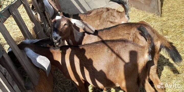 Козы и козлята нубийские и камори