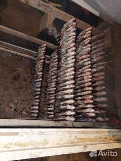 Приглашаю на рыбалку