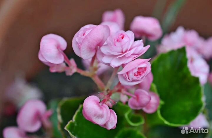 Бегония вечноцветущая махровая