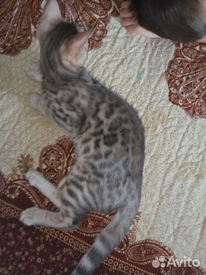 Бенгальские котята