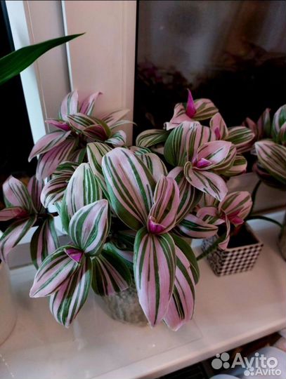 Традесканция розовый холм