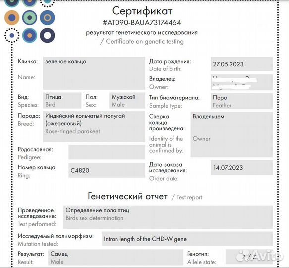 Птенцы ожереловых(индийских кольчатых) попугаев