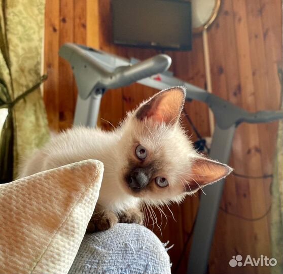 Тайские котята