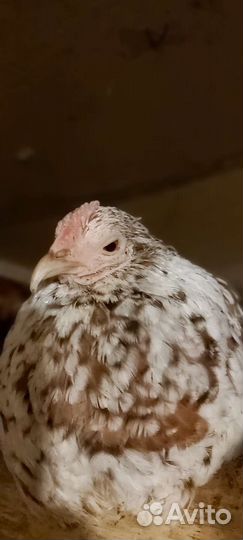 Куры бентамки