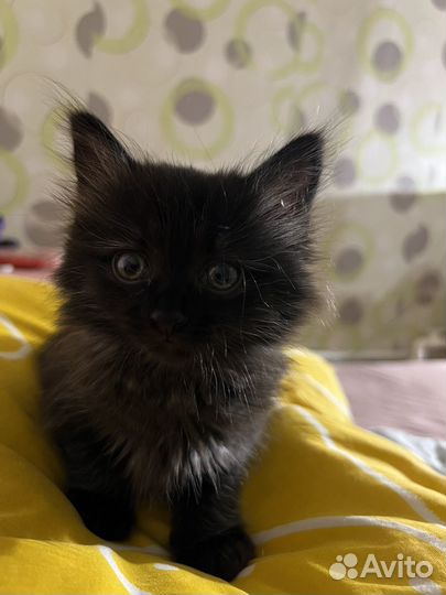 Кошечка в добрые руки