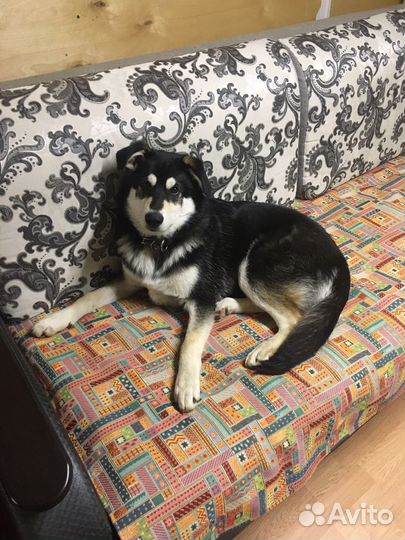 Вязка собак