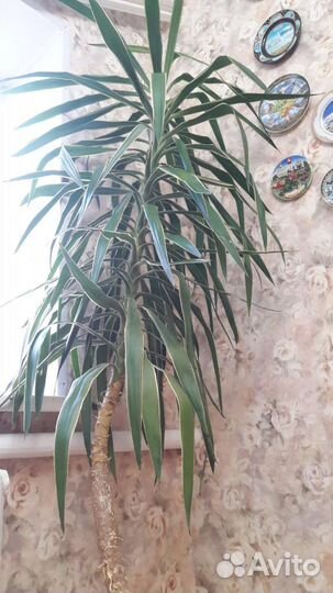 Юкка 220см комнатные цветы