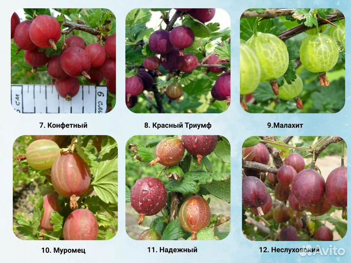 Саженцы крыжовника, крыжовник