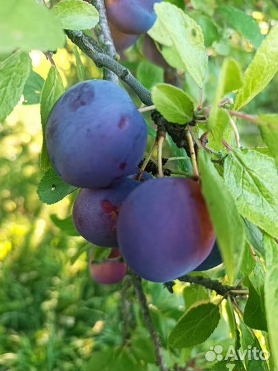 Груша садовая