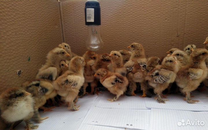 Цыплята