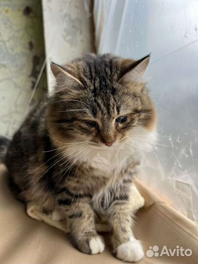 Отдам в добрые руки